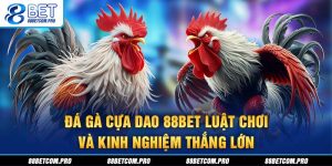 Đá gà cựa dao