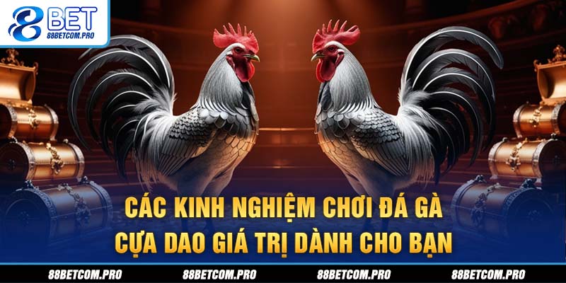 Các kinh nghiệm chơi đá gà cựa dao giá trị dành cho bạn