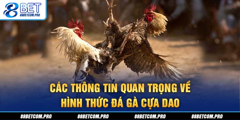 Các thông tin quan trọng về hình thức đá gà cựa dao
